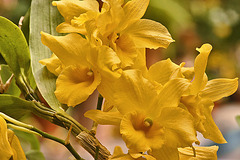 Dendrobium Yellow Song "Canary" – United States Botanic Garden, Washington, D.C.