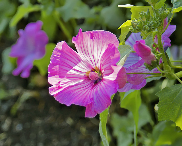 Hibiscus – Queen Elizabeth Park, Vancouver, British Columbia