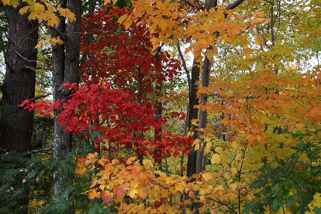 Autumn Woods