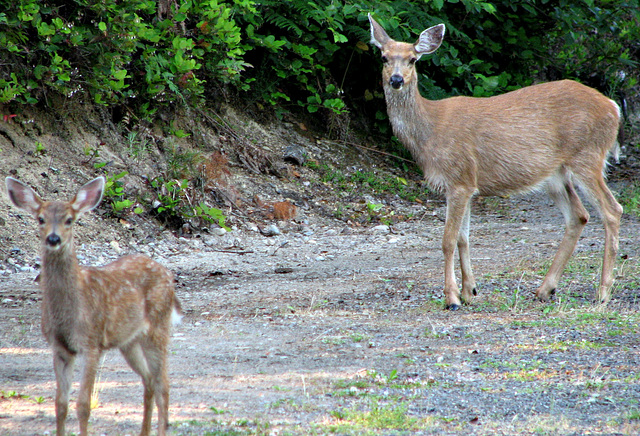 Black-tailed Doe and Fawn