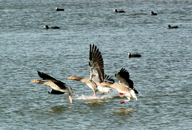 Get It Right, Coots Are Watching