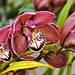 A Train of Crimson Orchids – Brookside Gardens