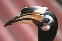 Hornbill