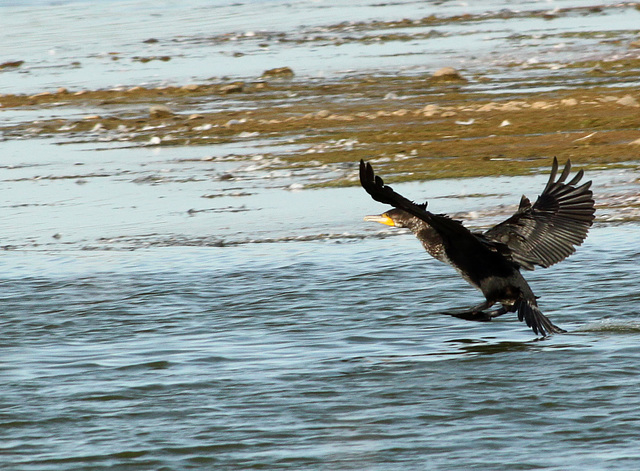 Cormorant