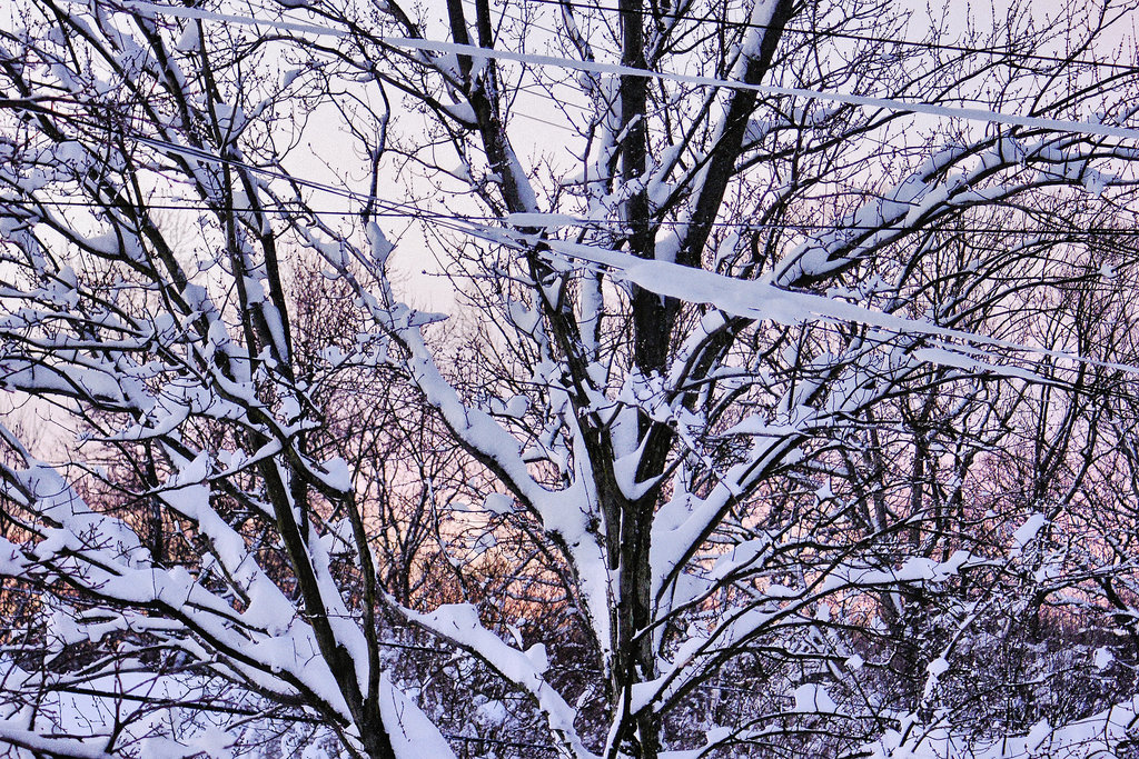 After the Blizzard #2 – Greenbelt, Maryland