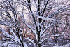 After the Blizzard #2 – Greenbelt, Maryland