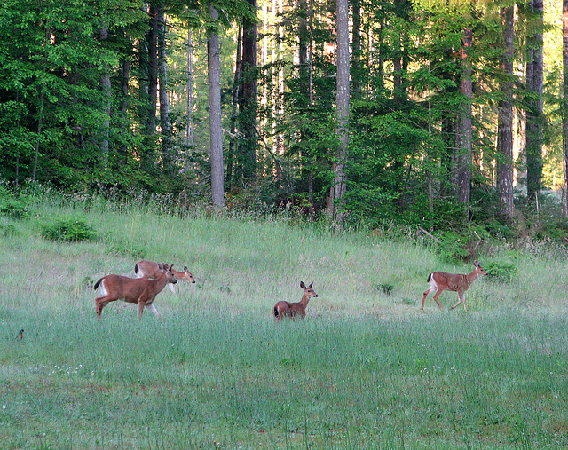 Field of Deer