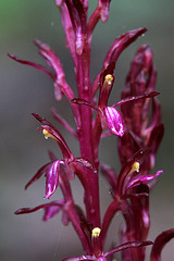 Corallorhiza mertensiana