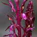 Corallorhiza mertensiana