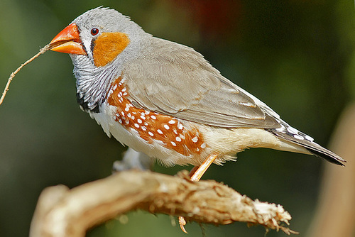 ipernity: Zebra Finch – Bloedel Conservatory, Queen Elizabeth Park ...