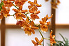 "Pumpkin Patch" Orchids – United States Botanic Garden, Washington, D.C.