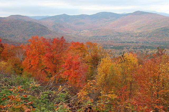 New Hampshire Red