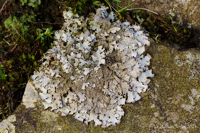 Parmelia saxatilis ?