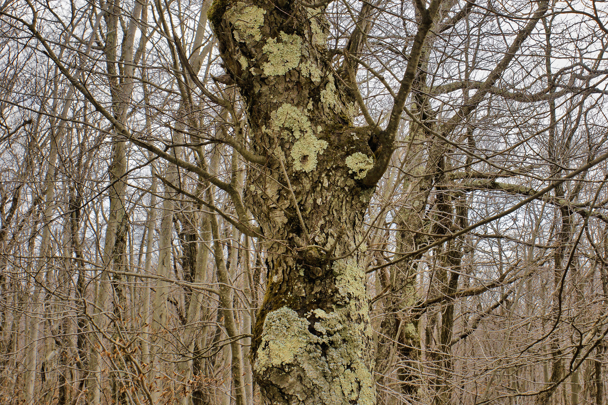 The Grey Light of November – Dolly Sods, West Virginia