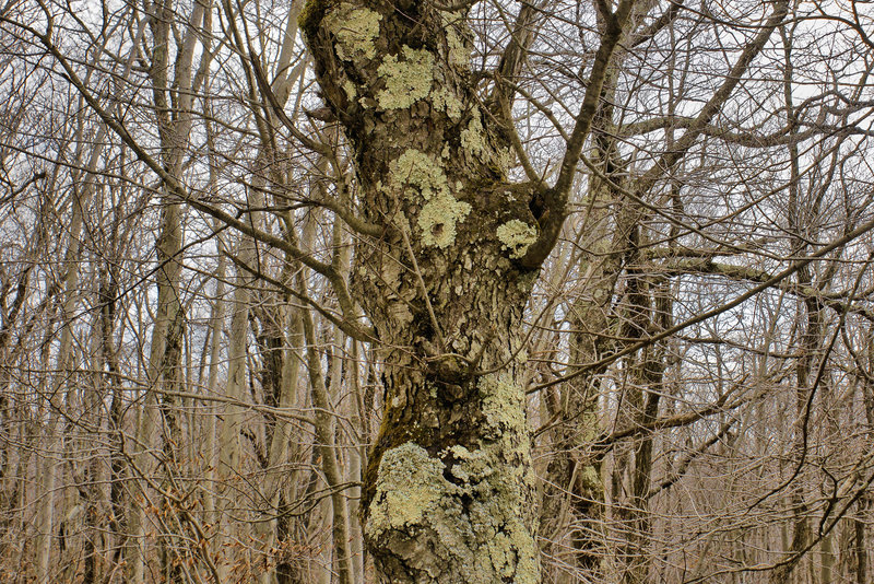 The Grey Light of November – Dolly Sods, West Virginia