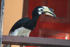 Hornbill on the balcony