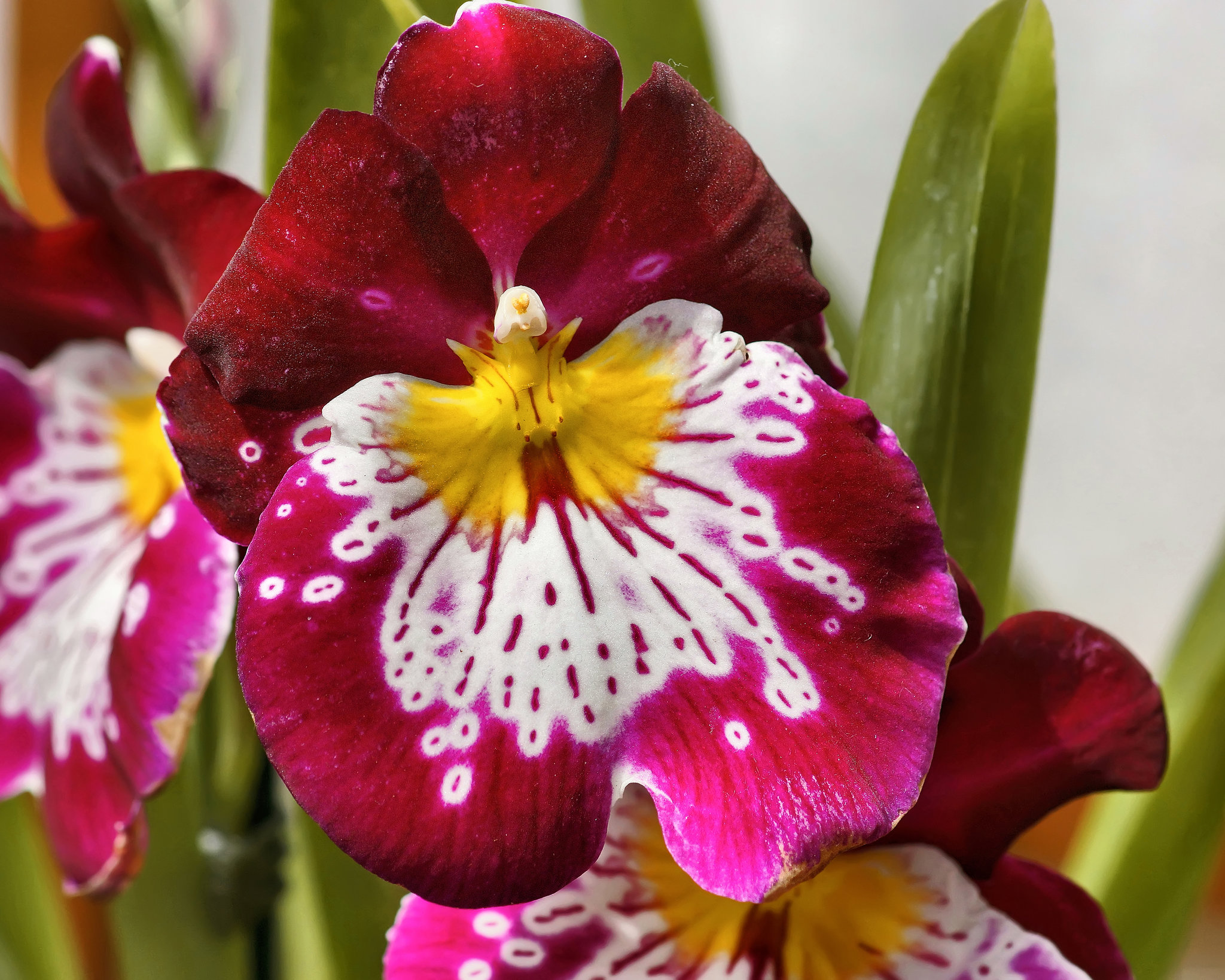 "Gladys Fumiko" Orchid – United States Botanic Garden, Washington, D.C.