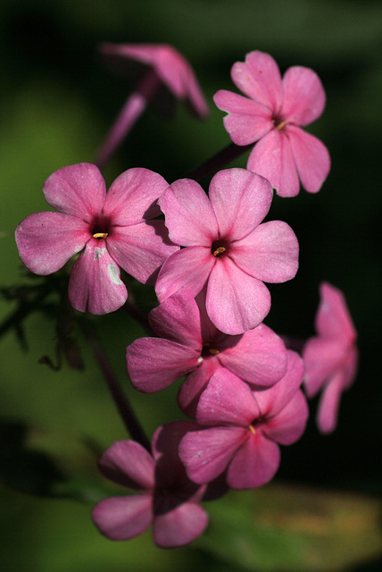 Phlox paniculata