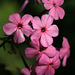 Phlox paniculata