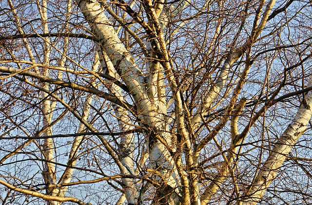 Silver Birch at Sunset – Canaan Valley, West Virginia