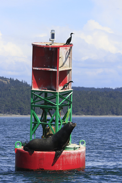 California Sea Lion