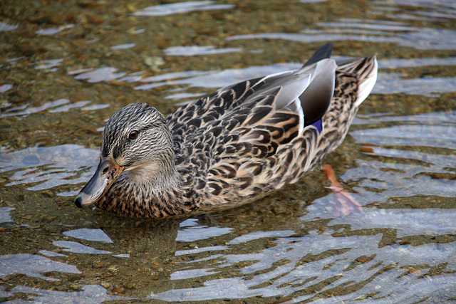 In the shallows