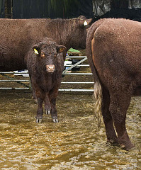 Cows in the rain