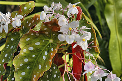 Clown Begonia – Brookside Gardens