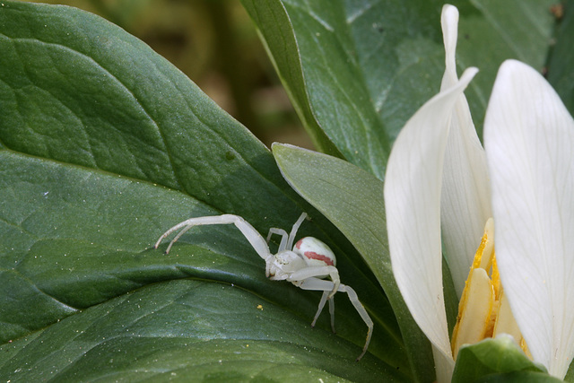 Crab Spider on Small-flowered Trillium