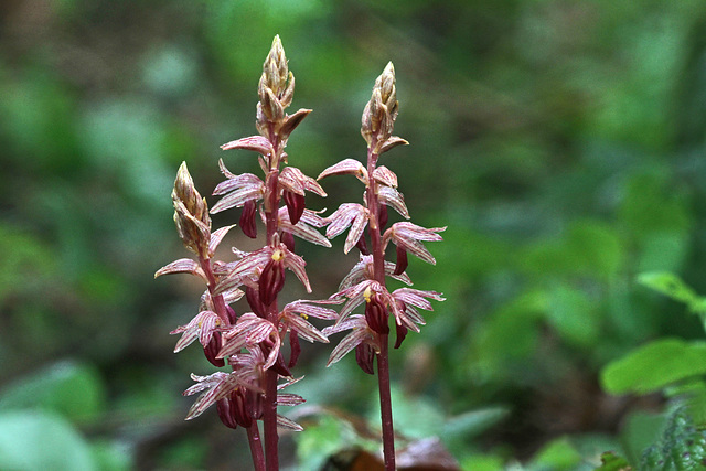 Corallorhiza striata var. striata