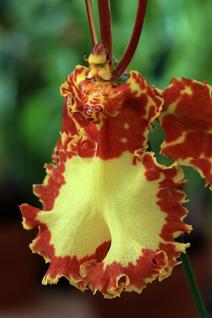 Psychopsis Kalihi