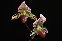 Paphiopedilum Nightfire x Slipknot