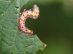 Pretty Pink Sawfly Larva