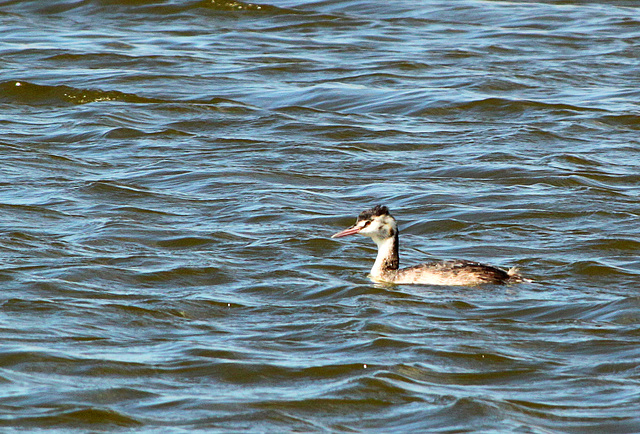 Great Crested Grebe