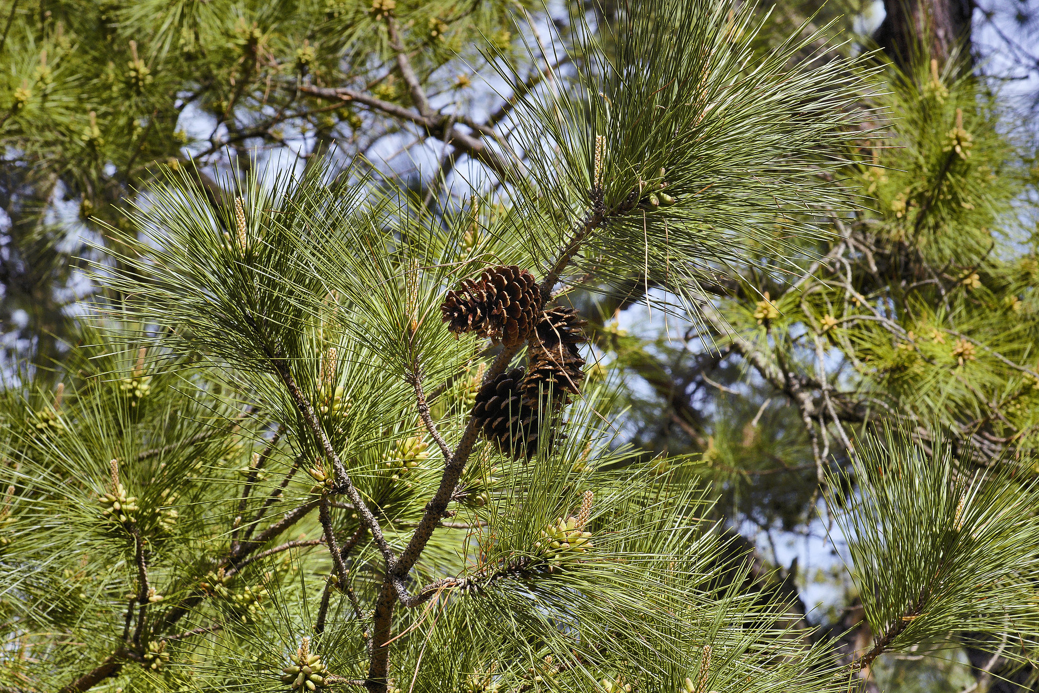 Tangentially Dreaming – National Arboretum, Washington DC