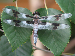 Dragonfly on Birch Leaves