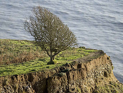 Jurassic Coast tree