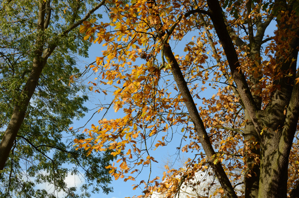 The Heath in Autumn