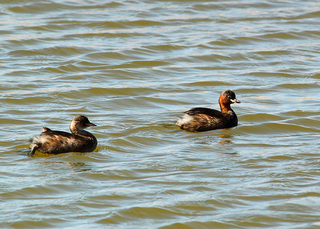 Little Grebe Pair