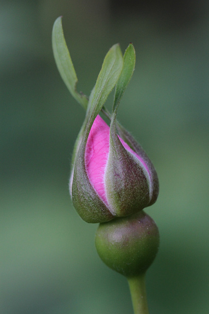 Wild Rose Bud