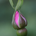 Wild Rose Bud