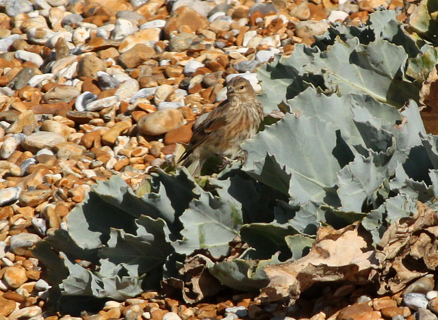 Little Bird Little Bird