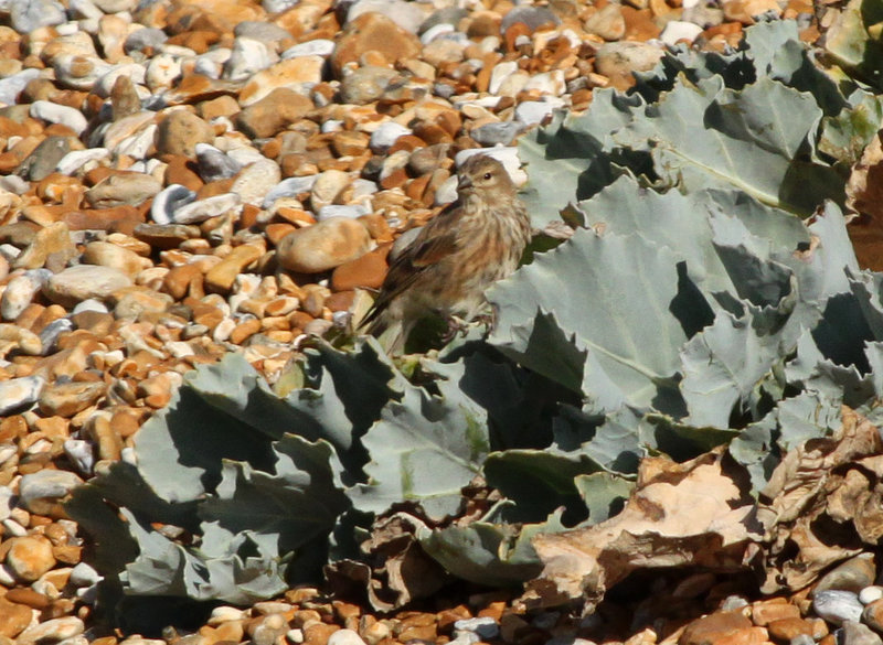 Little Bird
