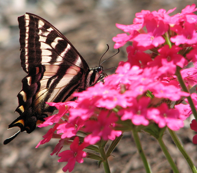 Swallowtail Butterfly on Verbena