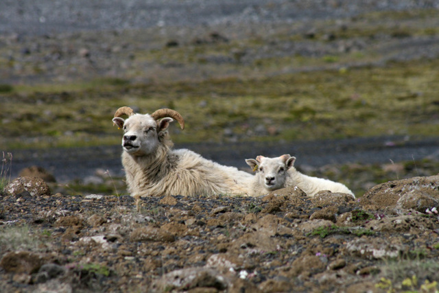 Proud sheep