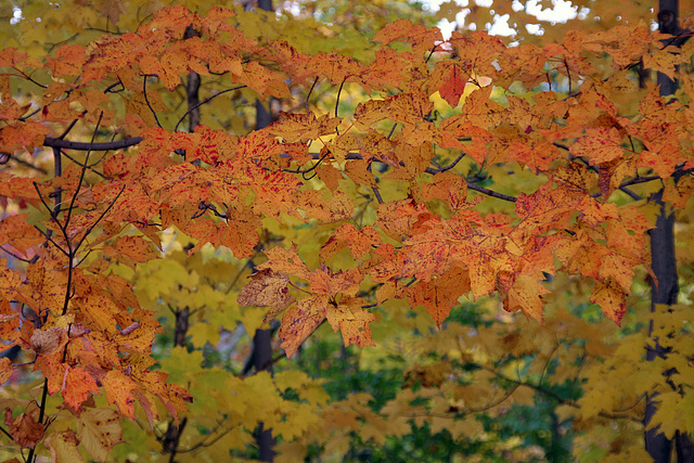 Dappled red