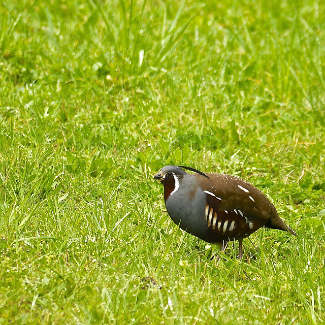 Mountain Quail