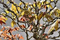 Bonsai Red Maple – National Arboretum, Washington DC