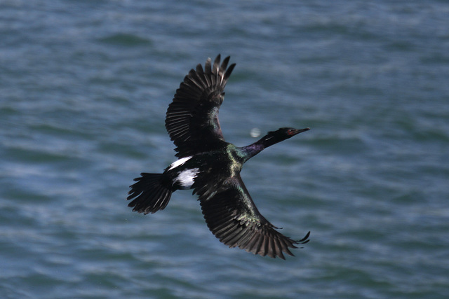 Pelagic Cormorant