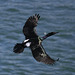 Pelagic Cormorant